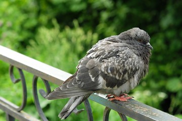 Grey dove in the summer Park