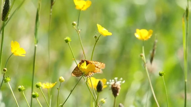 Slow motion of a butterfly feeding on a blossom of a buttercup