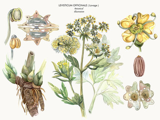 Botanical watercolor illustration of a medicinal plant Lovage. Levisticum officinale.