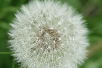 Fototapeta premium White dandelion in the summer Park