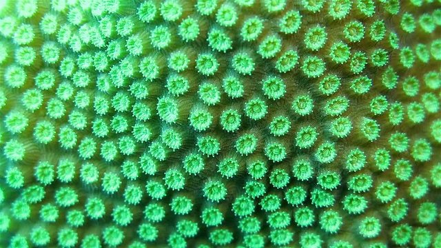 Close up of the coral