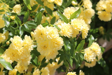 モッコウバラの黄色い花