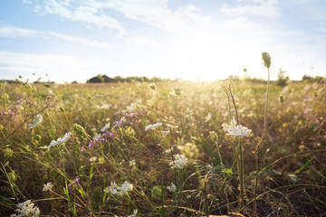 View on summer field with wild flowers during sunrise