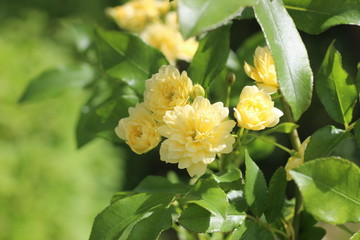 モッコウバラの黄色い花