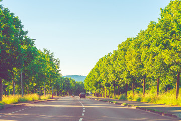 Beautiful road with trees on each side