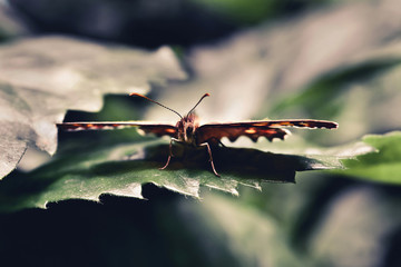 Butterfly on a Leaf