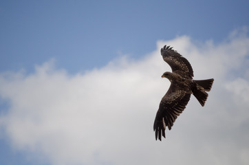beautiful hawk in flight with its wings wide opened - 162088525