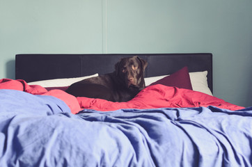chocolate labrador in bed covered in red and blue duvets - 162088532