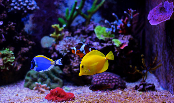 Fototapeta Aquarium tropical fishes 
