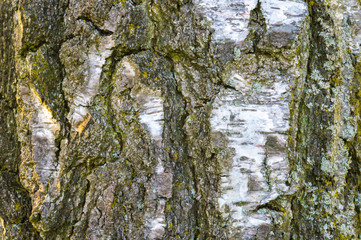 Birch bark texture backdrop