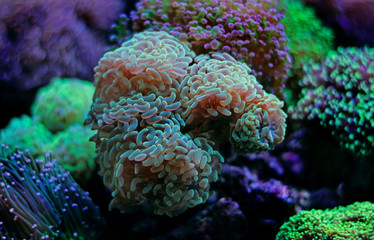 Euphyllia LPS Coral