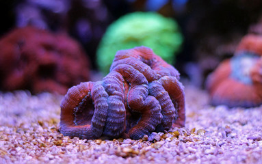 Naklejka premium Lobophyllia LPS Coral 