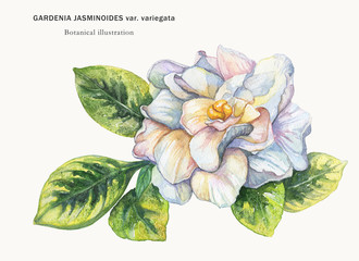 Watercolor drawing from the hand of the flower Gardenia. Botanical illustration on a light background.