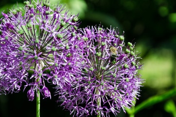 Two flowers blossoming ornamental onion , Allium rosenbachianum, close up. Garden ornamental plant.