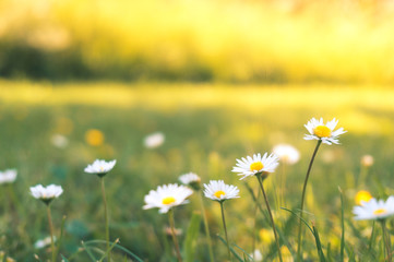 Little white flowers on the grass