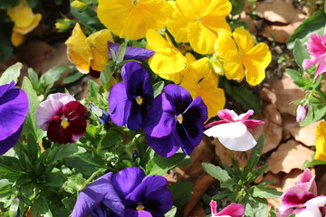 パンジーの花