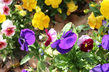 パンジーの花