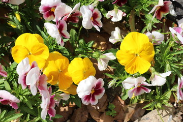 パンジーの花