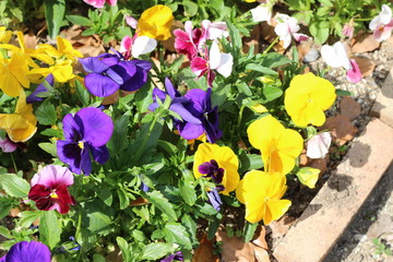 パンジーの花