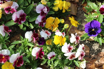 パンジーの花