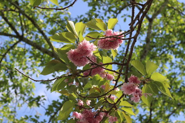 カンザンの花