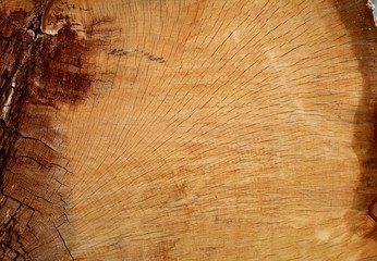 Old Oak Log Partial Cross Section