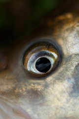 Fisch Close-up