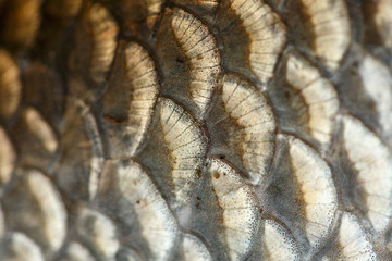 Fisch Close-up