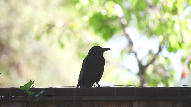 Near-silhouette of crow vocalizing on a suburban fence with room for text
