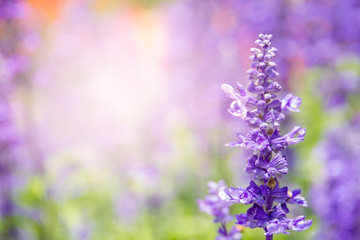 Obraz premium Piękne lawendy zamykają up w ogródzie z zamazanym larvender pola tłem.