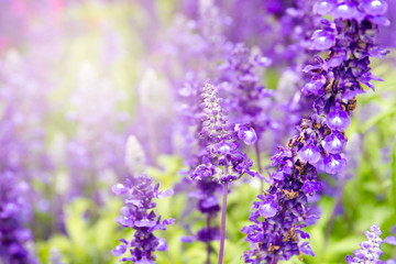 Beautiful lavenders close up in the garden with blurred larvender field background.