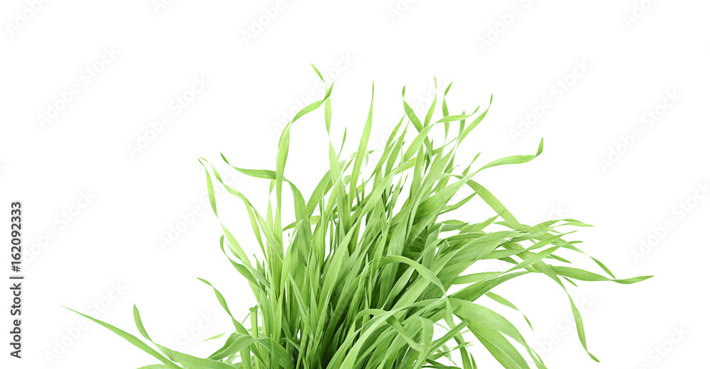 Canvas Prints Green grass on white background