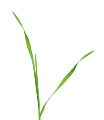 Green grass on white background
