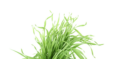 Green grass on white background