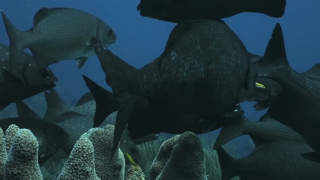 A group of black fish floatig around pipe coral on the reef