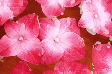 Fototapeta na wymiar Clean water and hortensia flowers, close up