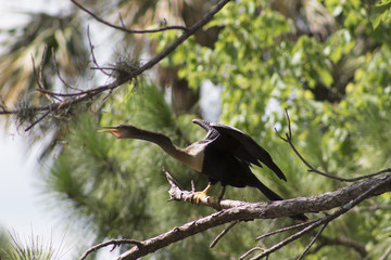 bird