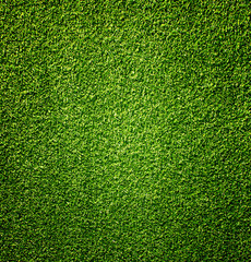Fototapeta premium Grass
