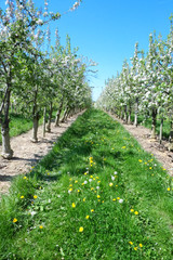 Fototapeta na wymiar Blossoming apple orchard in sunny day