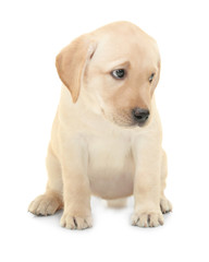 Cute labrador retriever puppy on white background