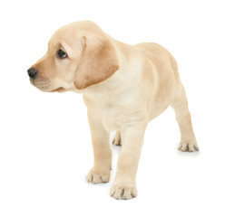 Cute labrador retriever puppy on white background