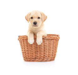 Cute labrador retriever puppy in wicker basket on white background