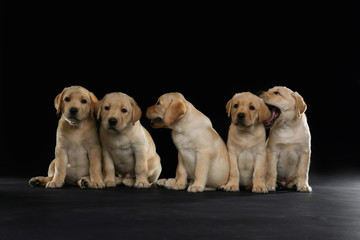 Cute labrador retriever puppies on dark background
