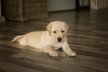Fototapeta na wymiar Cute labrador retriever puppy lying on floor at home