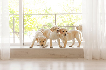 Cute labrador retriever puppies on window sill at home - obrazy, fototapety, plakaty