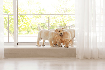 Cute labrador retriever puppies on window sill at home