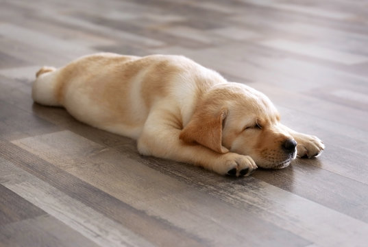 Cute labrador retriever puppy sleeping on floor at home