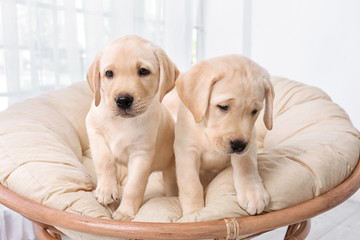 Cute labrador retriever puppies on lounge at home