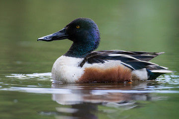 Northern Shoveler, Shoveler, Anas clypeata