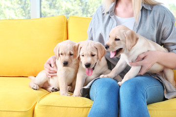 Young woman with cute labrador retriever puppies sitting on sofa at home